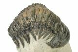 Detailed Crotalocephalina Trilobite - Atchana, Morocco #274861-1